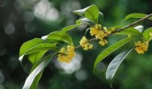 小小的桂花，大大的正能量作文