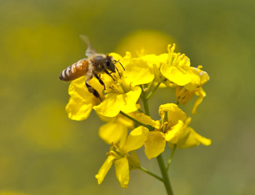 赞美蜜蜂的诗句