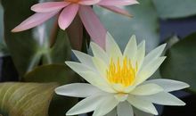 关于夏天的优美句段