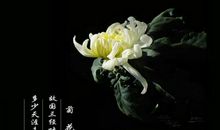 赞美菊花的诗句