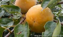 席慕容：讲究色彩不是奢侈行为