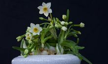 关于水仙花的诗歌