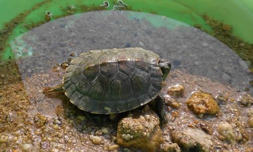 乌龟新家的构图