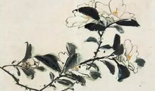 席慕容：白色山茶花及赏析