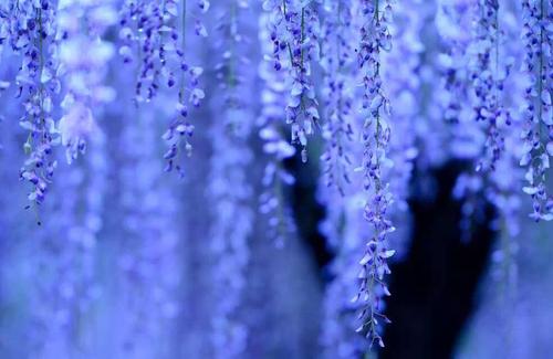 描绘紫藤花的片段