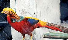 用昂首挺立造句