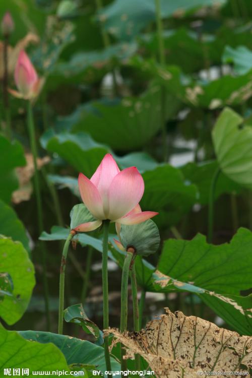 描述池塘的一段