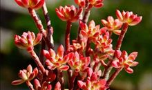 五花八门的多肉作文