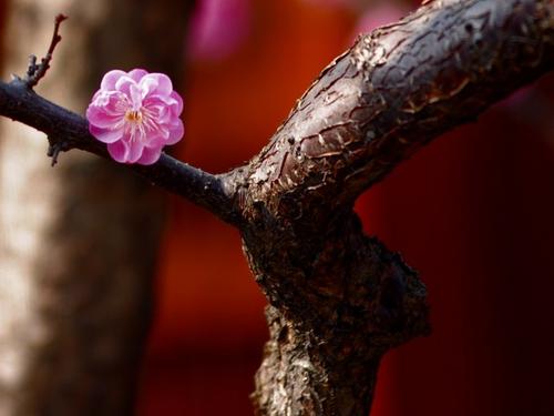 关于春天的碎片