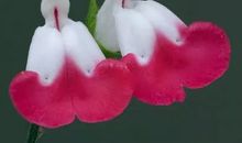 曾国藩：谁的人生不是一边拥有，一边失去