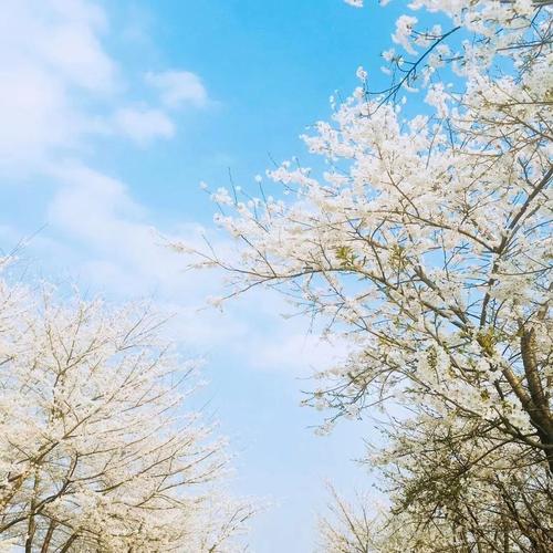 经典语录:如果在那里,春天应该很好