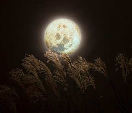 关于阅读《落叶倒明》的思考