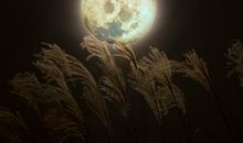 《叶落虫鸣》读后感