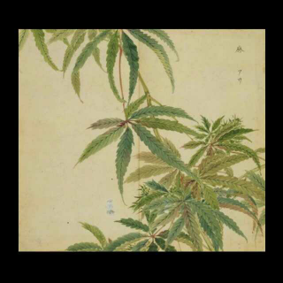 诗经：山中的大麻