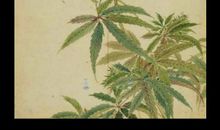 诗经：丘中有麻