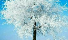 胡适的诗：梦与诗