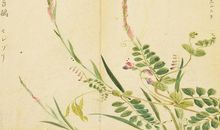 诗经：防有鹊巢