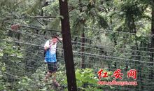 森林探险记作文