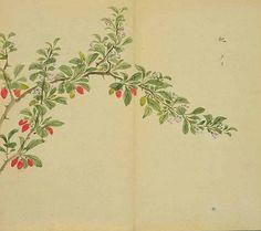 诗经:杨之水·杨之水