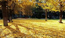 学生习作——这个秋天