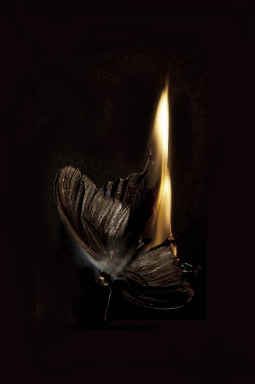 飞蛾扑火的寓言