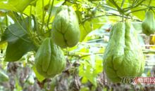 瓜棚挂瓜绕口令