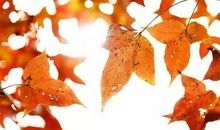 史铁生：绵绵的秋雨