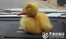 赶鸭子上架歇后语