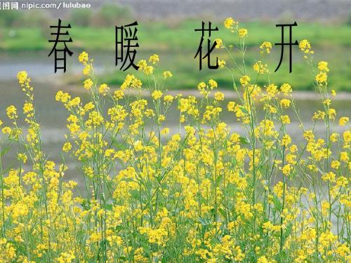 我希望每个春天我努力工作时，都会有美丽的蝴蝶飞过