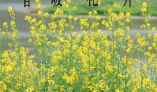 愿在努力的每个春天，都有美丽的蝴蝶轻轻的飞过