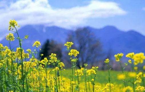 美丽的片段描述春天