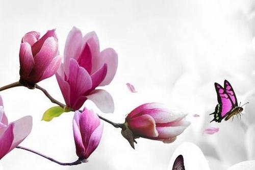 很好的段落描述了花朵