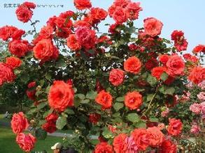 描述花卉和植物的好词和句子