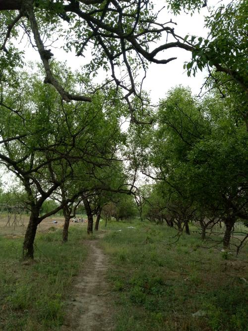 张杰：挖牧人的钱包