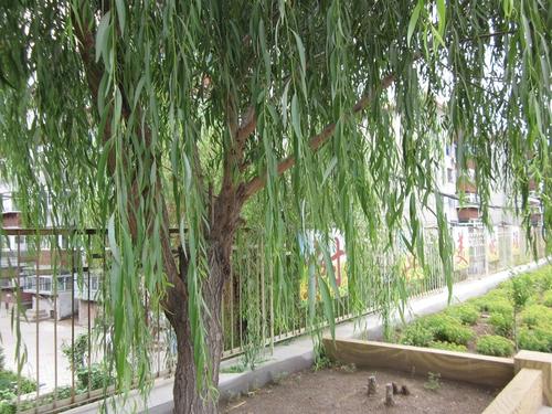 写植物成分：我家门口的垂柳