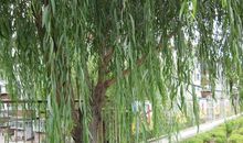 写植物作文：我家门前的垂柳