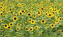 写植物作文：向日葵