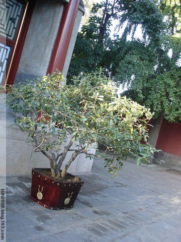 边恭:送礼物吴国斌