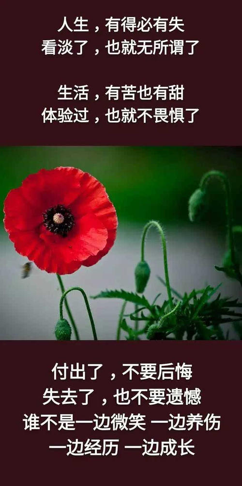 经典语录:苦难是生活,苦难是选择,苦难是生活,困难就是放弃