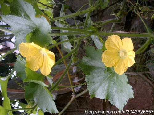 季羡林：神奇的丝瓜络