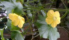 季羡林：神奇的丝瓜