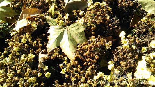 关于阅读《落叶歌》的思考