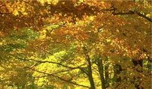 刘长卿：秋日登吴公台上寺远眺