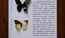 “昆虫展”观后感