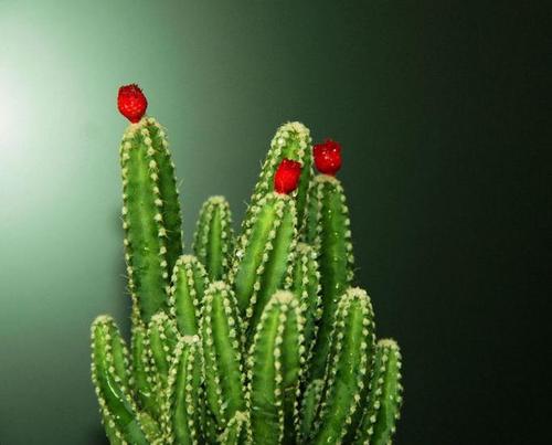 写植物成分:仙人掌