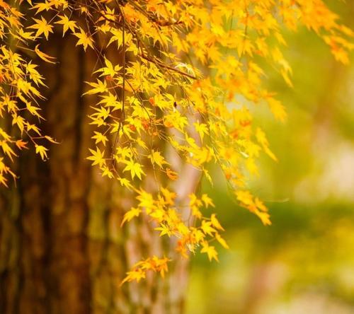 冰心:秋雨秋风悲