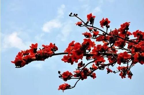 两只木棉花的终生手表