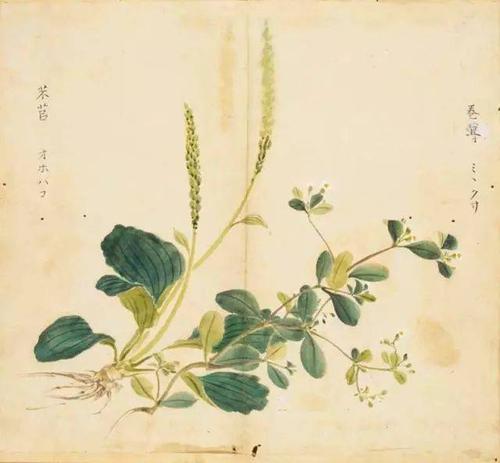 诗经：狂野的你死了