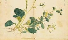 诗经：野有死麕