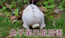 耗子偷米汤的歇后语